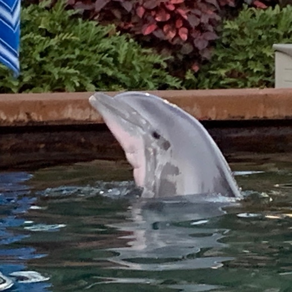 dolphingal92